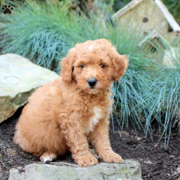 Pumpkin, Mini Goldendoodle Puppy