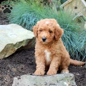 Pumpkin, Mini Goldendoodle Puppy