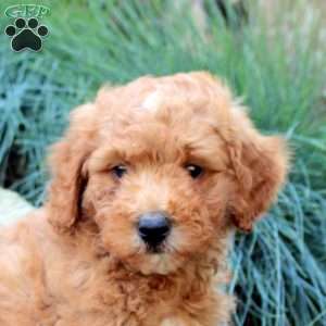 Pumpkin, Mini Goldendoodle Puppy