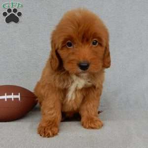 Grant-(MEDIUM), Goldendoodle Puppy