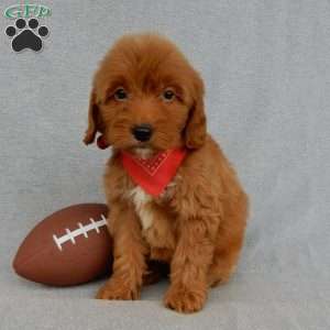 Grant-(MEDIUM), Goldendoodle Puppy