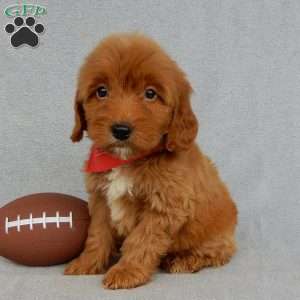 Grant-(MEDIUM), Goldendoodle Puppy