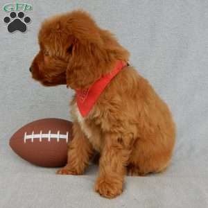 Grant-(MEDIUM), Goldendoodle Puppy