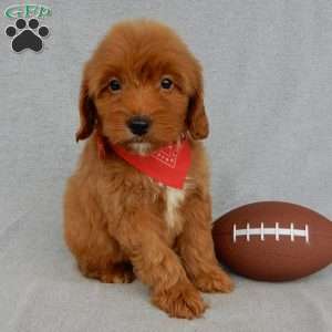 Grant-(MEDIUM), Goldendoodle Puppy