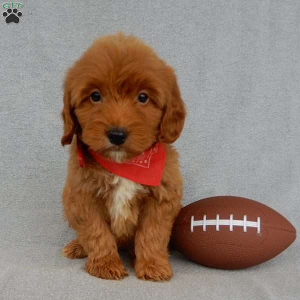 Grant-(MEDIUM), Goldendoodle Puppy