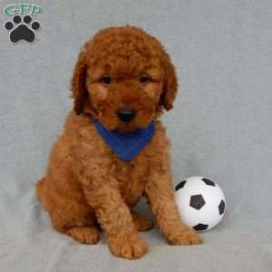 Finley-(MEDIUM), Goldendoodle Puppy