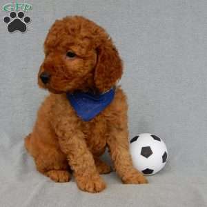 Finley-(MEDIUM), Goldendoodle Puppy