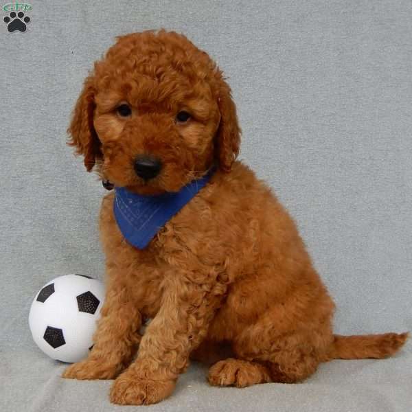 Finley-(MEDIUM), Goldendoodle Puppy