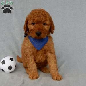 Finley-(MEDIUM), Goldendoodle Puppy