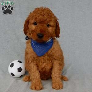 Finley-(MEDIUM), Goldendoodle Puppy