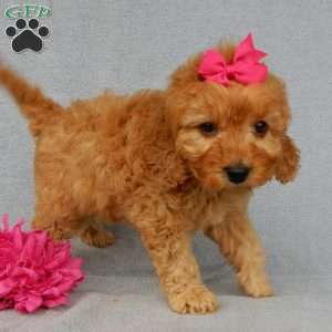 Lela-(medium), Goldendoodle Puppy