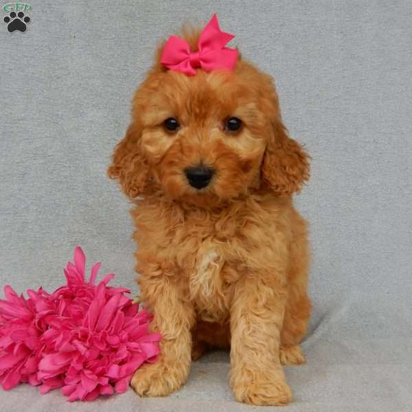 Lela-(medium), Goldendoodle Puppy