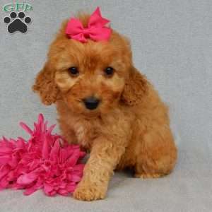 Lela-(medium), Goldendoodle Puppy
