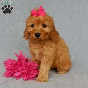 Lela-(medium), Goldendoodle Puppy