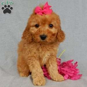 Lela-(medium), Goldendoodle Puppy