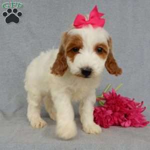 Princess-(Medium), Goldendoodle Puppy