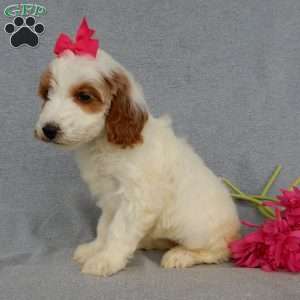 Princess-(Medium), Goldendoodle Puppy