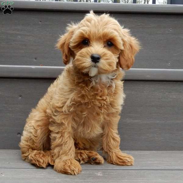 Benji, Cavapoo Puppy