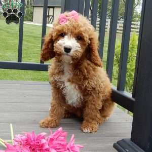 Lulu, Cavapoo Puppy