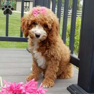 Lulu, Cavapoo Puppy