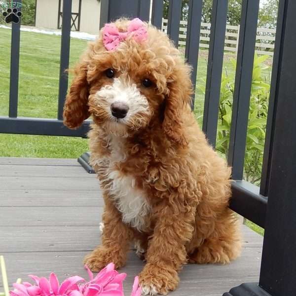 Lulu, Cavapoo Puppy