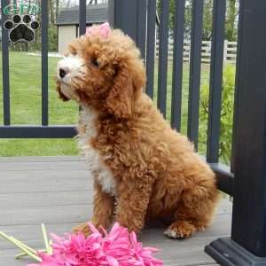 Lulu, Cavapoo Puppy