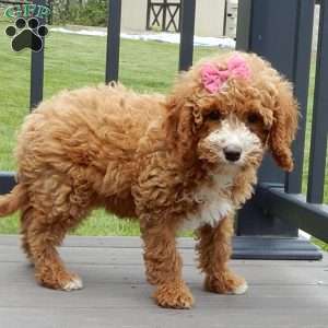 Lulu, Cavapoo Puppy