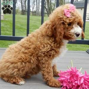 Lulu, Cavapoo Puppy