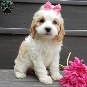 Dolly, Cockapoo Puppy