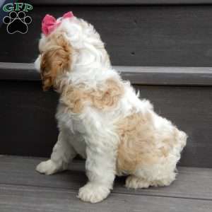 Dolly, Cockapoo Puppy
