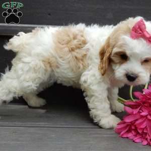 Dolly, Cockapoo Puppy