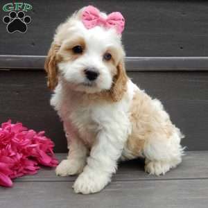 Dolly, Cockapoo Puppy
