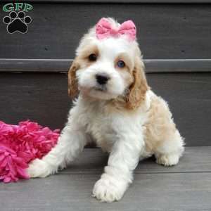 Dolly, Cockapoo Puppy