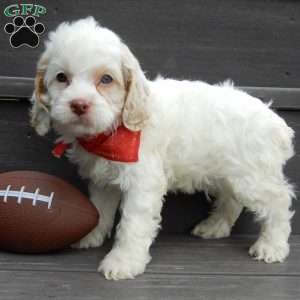 Lucky, Cockapoo Puppy