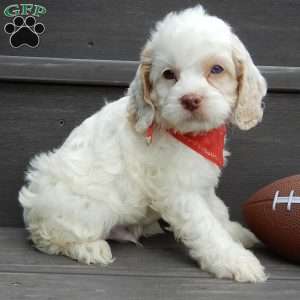 Lucky, Cockapoo Puppy