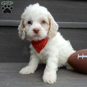 Lucky, Cockapoo Puppy