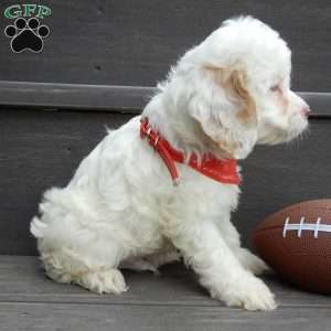 Lucky, Cockapoo Puppy