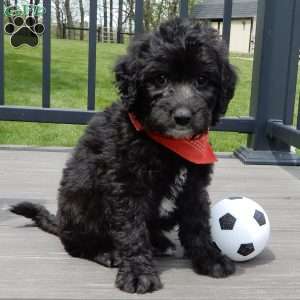 Mason, Mini Sheepadoodle Puppy