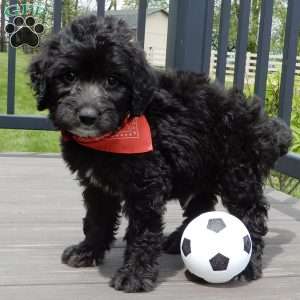 Mason, Mini Sheepadoodle Puppy