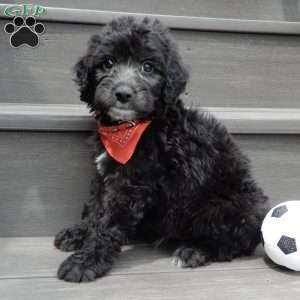 Mason, Mini Sheepadoodle Puppy