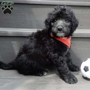 Mason, Mini Sheepadoodle Puppy