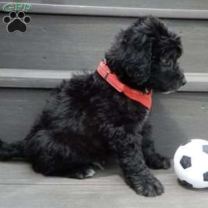 Mason, Mini Sheepadoodle Puppy