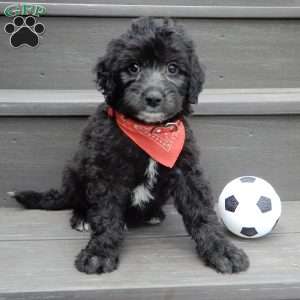 Mason, Mini Sheepadoodle Puppy