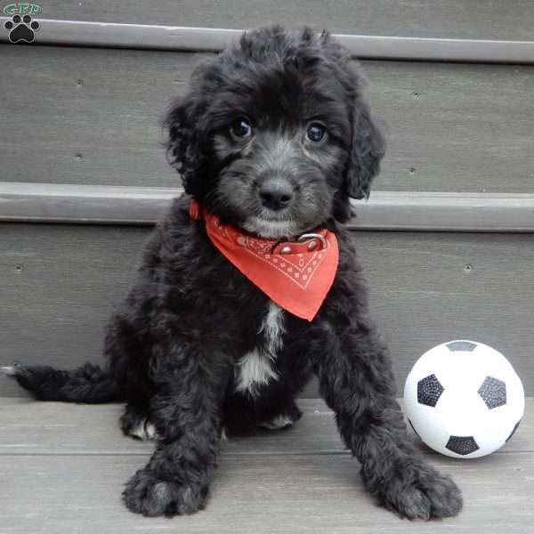 Mason, Mini Sheepadoodle Puppy