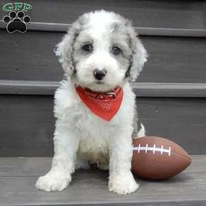 Barney, Mini Sheepadoodle Puppy