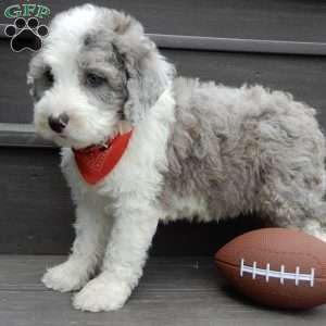 Barney, Mini Sheepadoodle Puppy