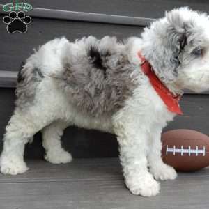 Barney, Mini Sheepadoodle Puppy