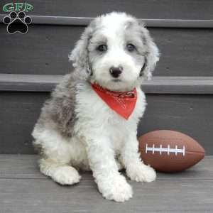 Barney, Mini Sheepadoodle Puppy