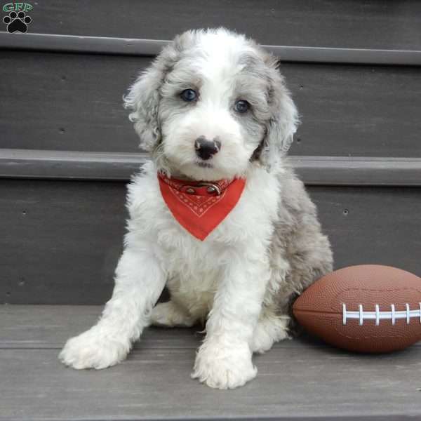 Barney, Mini Sheepadoodle Puppy