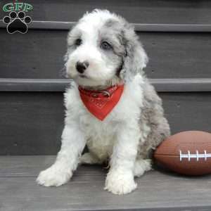 Barney, Mini Sheepadoodle Puppy